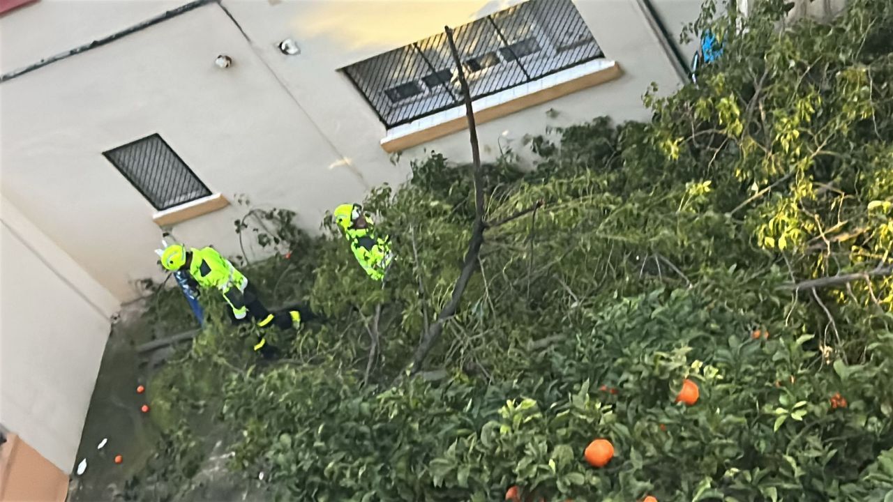 Cae un enorme árbol en La Constancia de Jerez: "Hemos oído un ruido muy fuerte"