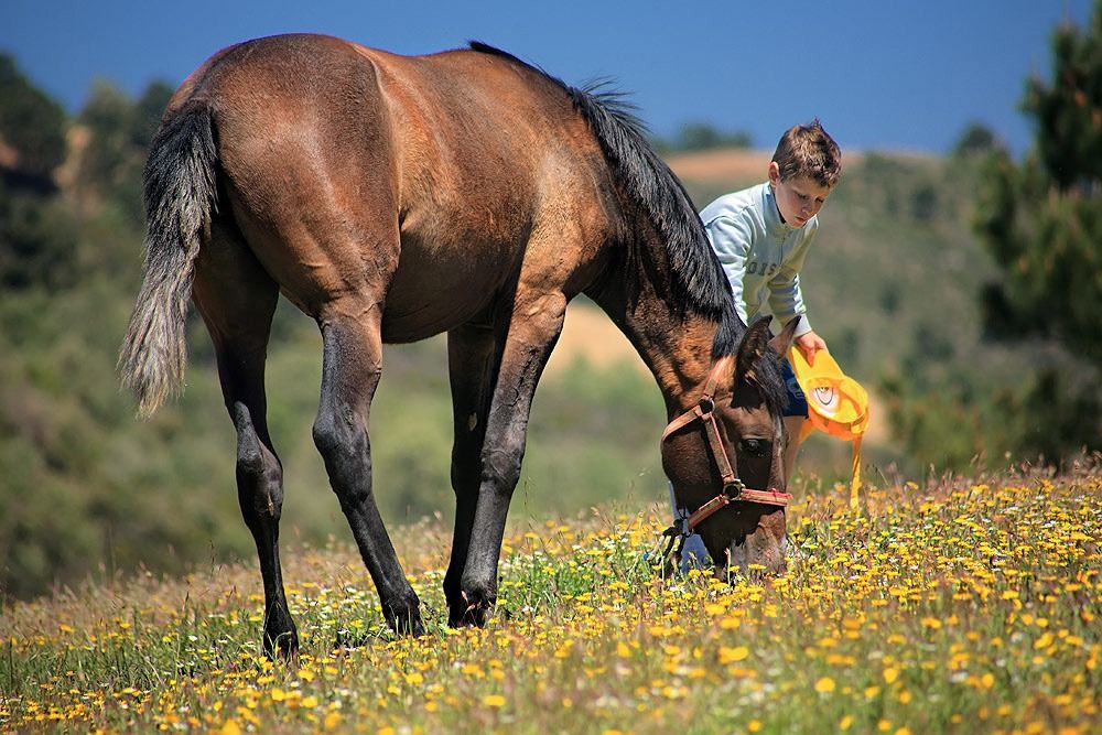 Un niño acaricia a un caballo. - 
