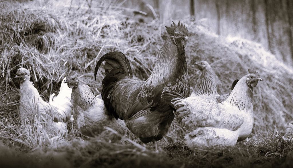 Destripando el enigma de por qué las gallinas no orinan