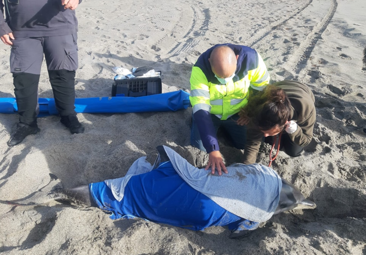 Un delfín queda varado en la playa de Levante en La Línea