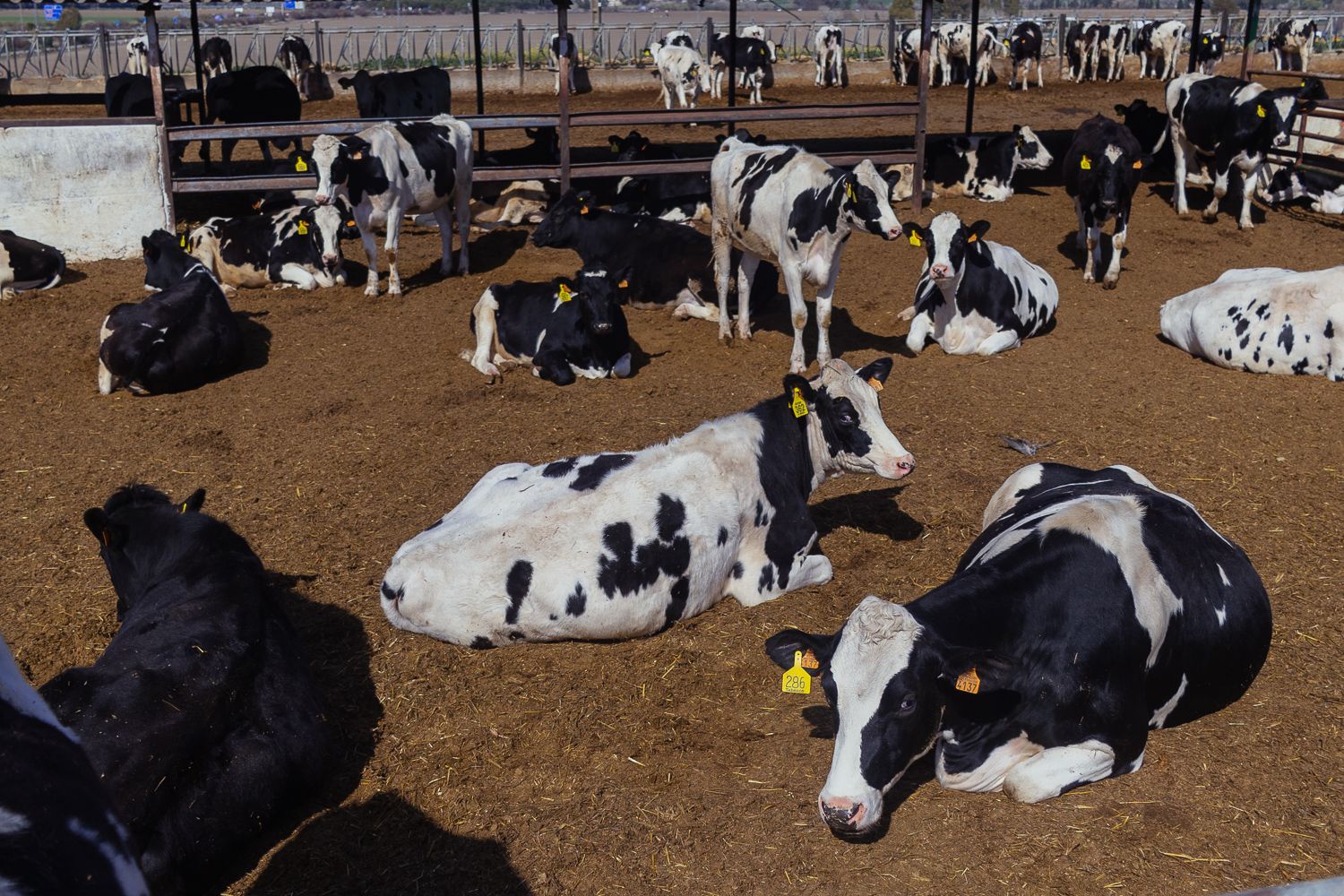 Vacas, en una ganadería de Andalucía, que ve reducido el precio del litro de leche, mientras se dispara en los supermercados.
