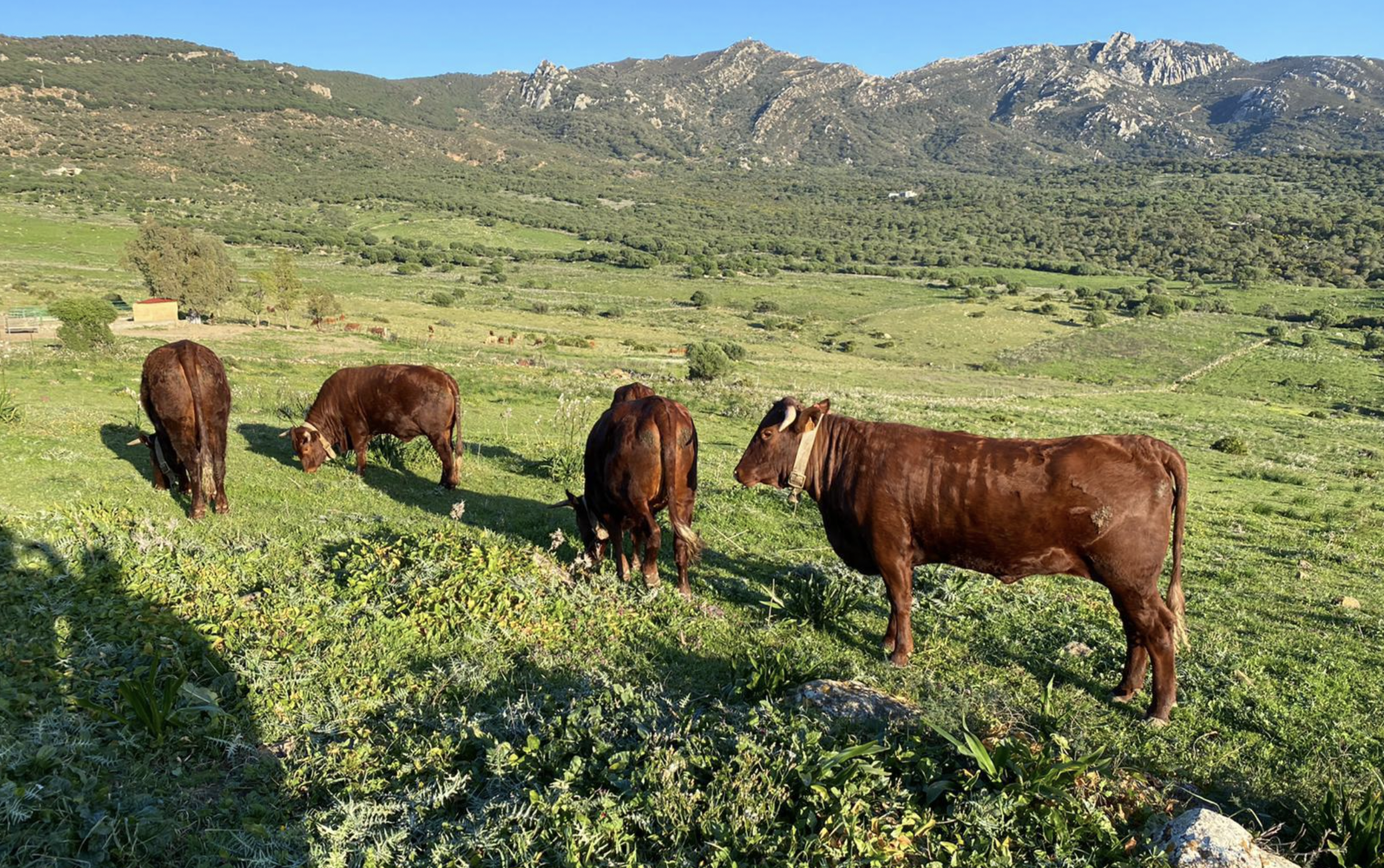 La Junta blinda a la raza retinta en Cádiz con un nuevo paquete de medidas agroambientales