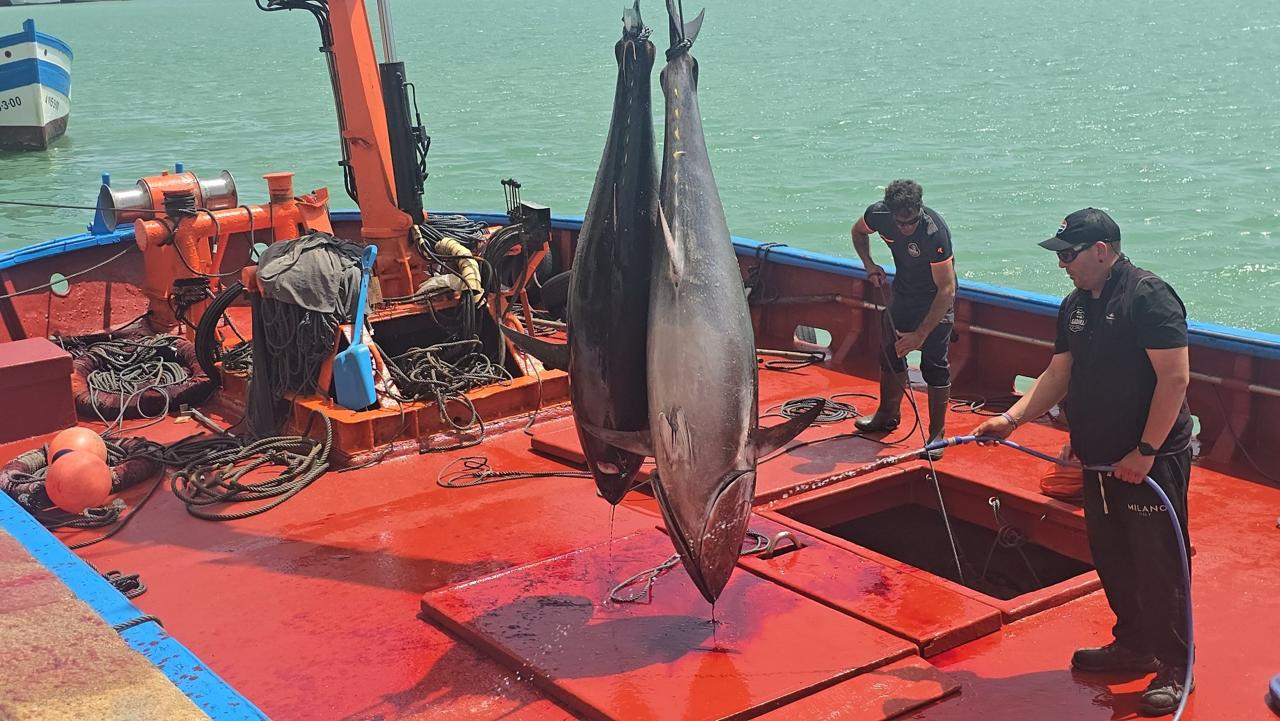 Primeras levantás de atún rojo en Barbate. - 
