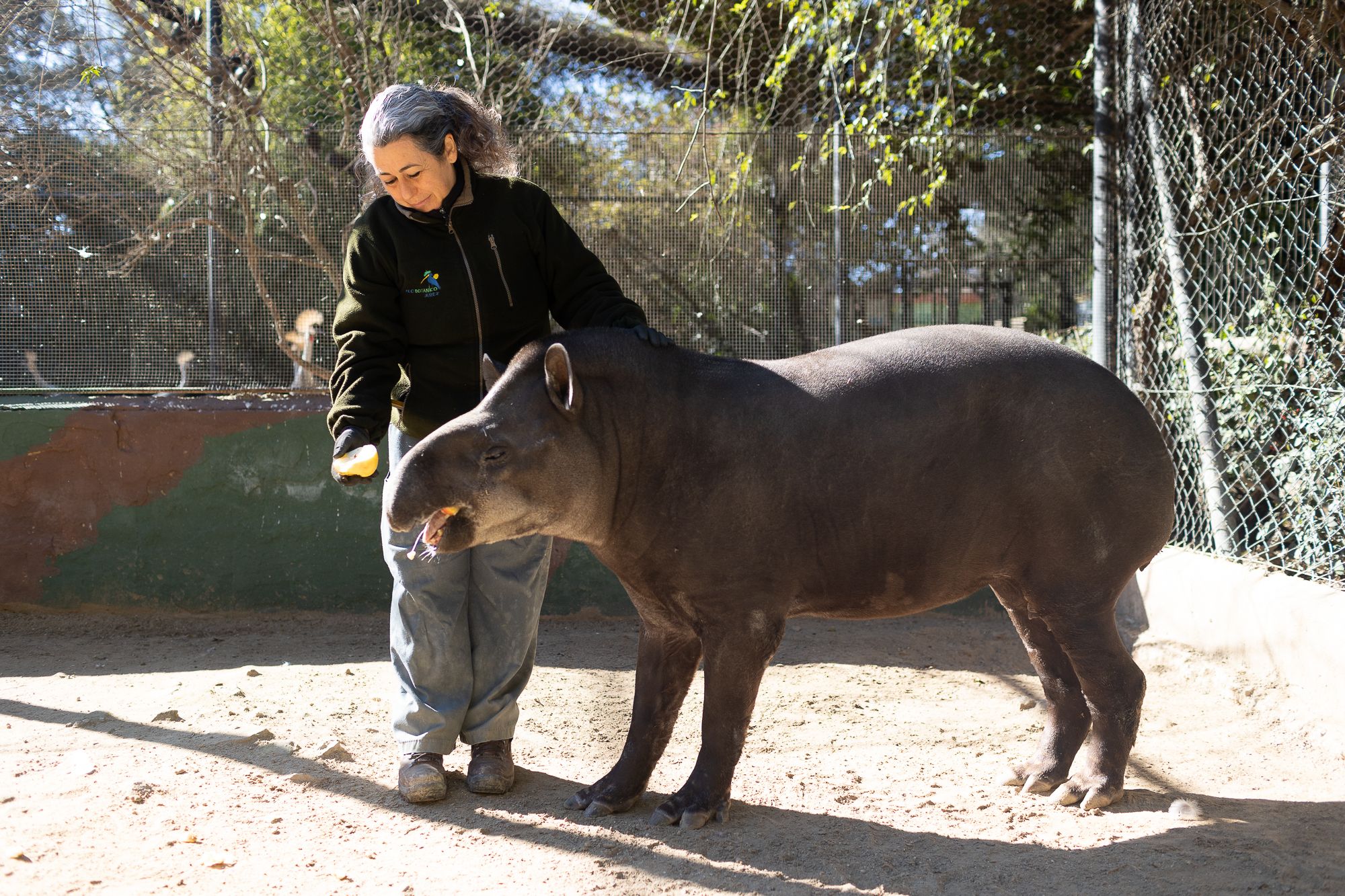 Verónica Cancelo, cuidadora del Zoo de Jerez, alimentando a un tapir. - JUAN CARLOS TORO Verónica Cancelo, cuidadora del Zoo de Jerez, alimentando a un tapir.
