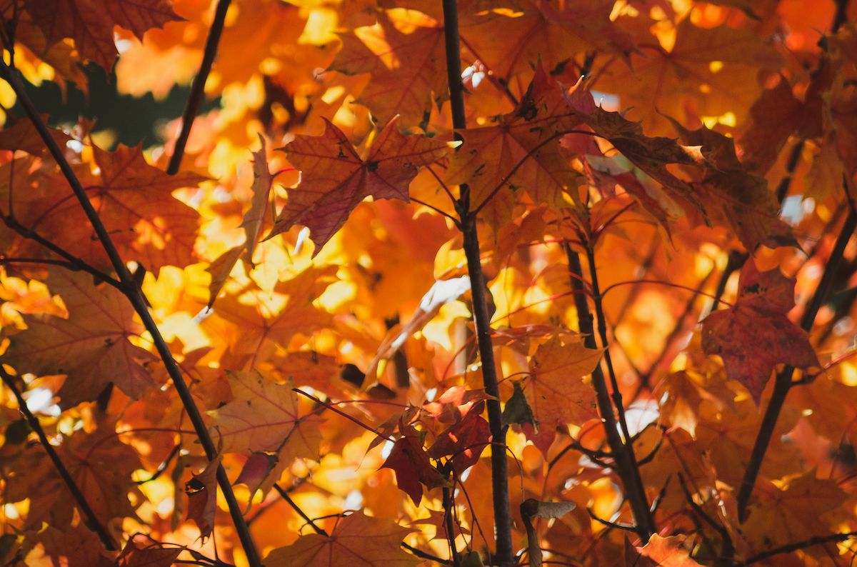 Hojas de otoño. - 