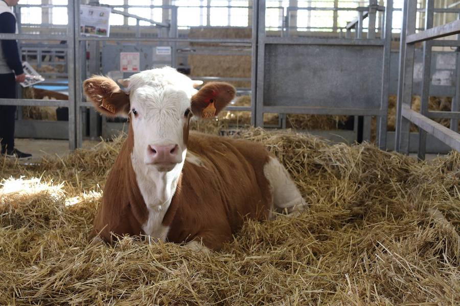 La insólita batalla legal de un vecino por mantener a sus vacas en Huelva: de casi ir al matadero a convertirse en mascotas