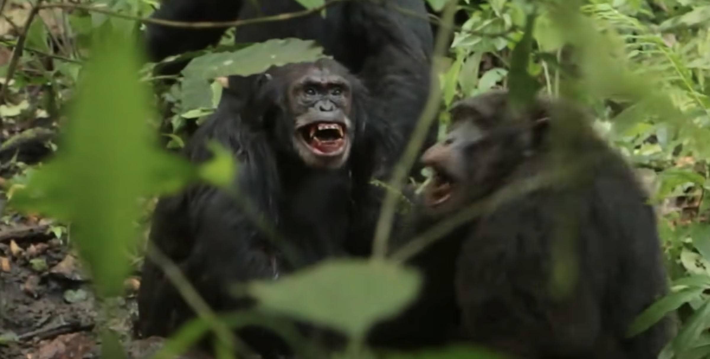 Guerra civil entre chimpancés en Uganda. - 