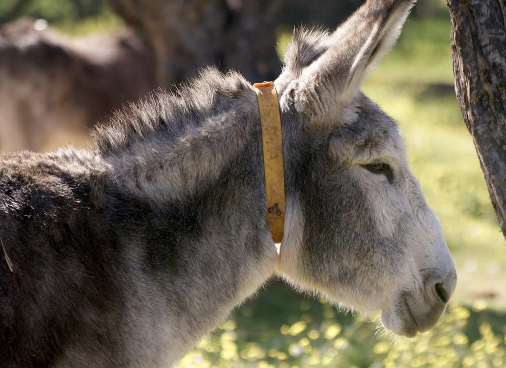 En Andalucía se celebra la fiesta más curiosa de España y ya tiene fecha: todo depende de dónde haga caca un burro