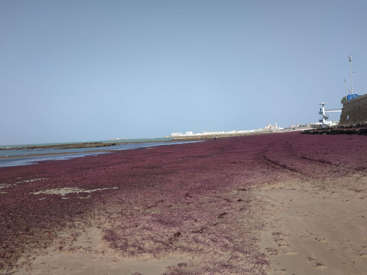 Más de 500 toneladas de alga invasora retiradas de las playas de Cádiz en lo que va de verano: Bruno García pide ayuda a otras Administraciones