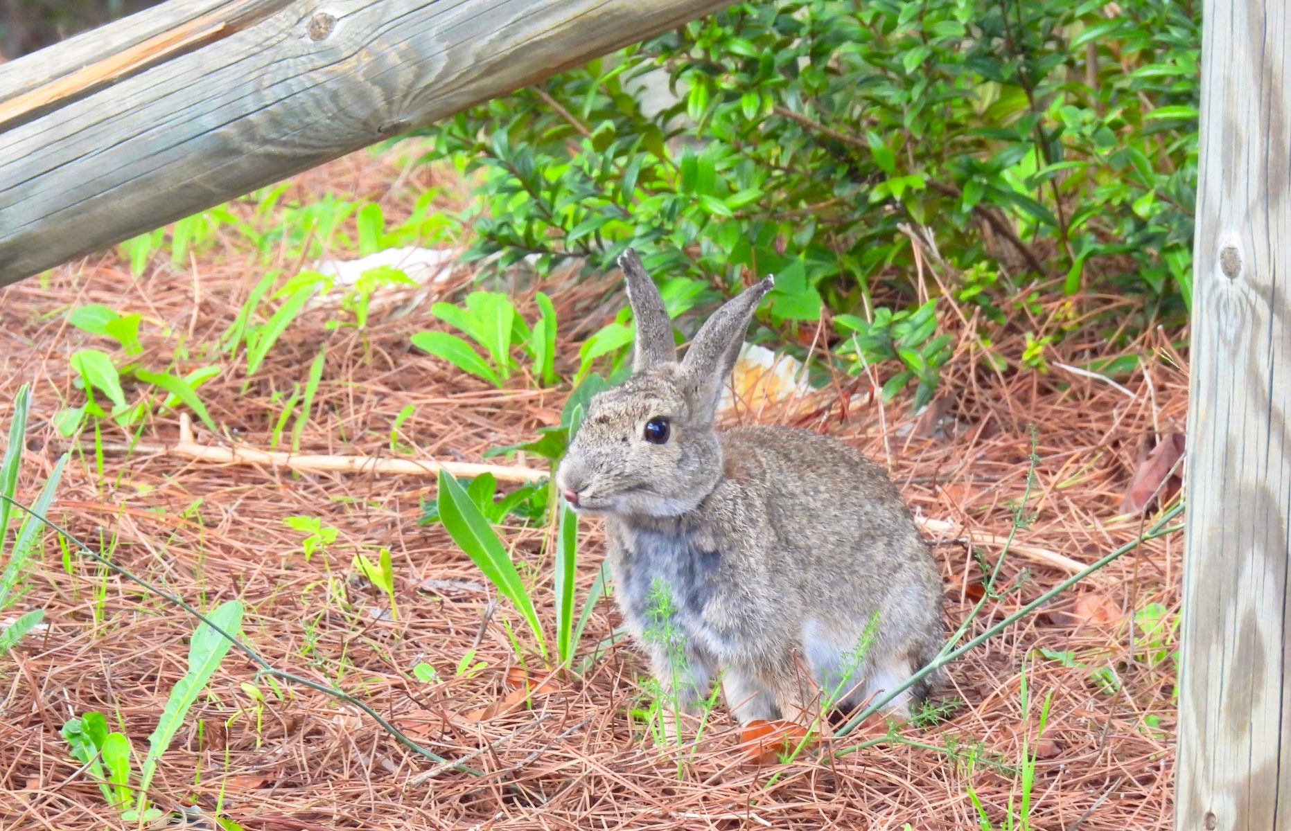 Conejo en una zona verde de El Bosque. - 