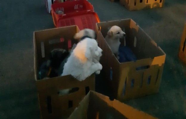 La desprotección animal campa a sus anchas en Chipiona: incumple la ley, según Pacma