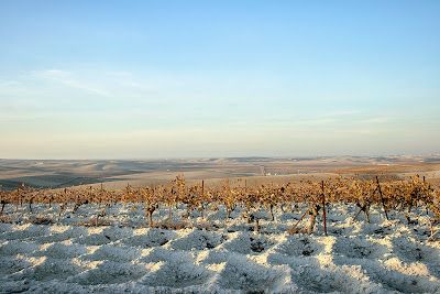Unos modestos propietarios de viñedos: las viñas de arenas de jerez. FOTO: AGUSTÍN GARCÍA LÁZARO MONTEGIL - 