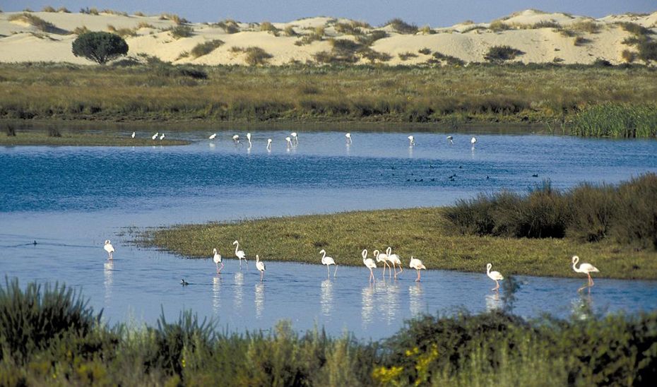 Más de 200 garrafas de combustible para narcolanchas en pleno Doñana: 
