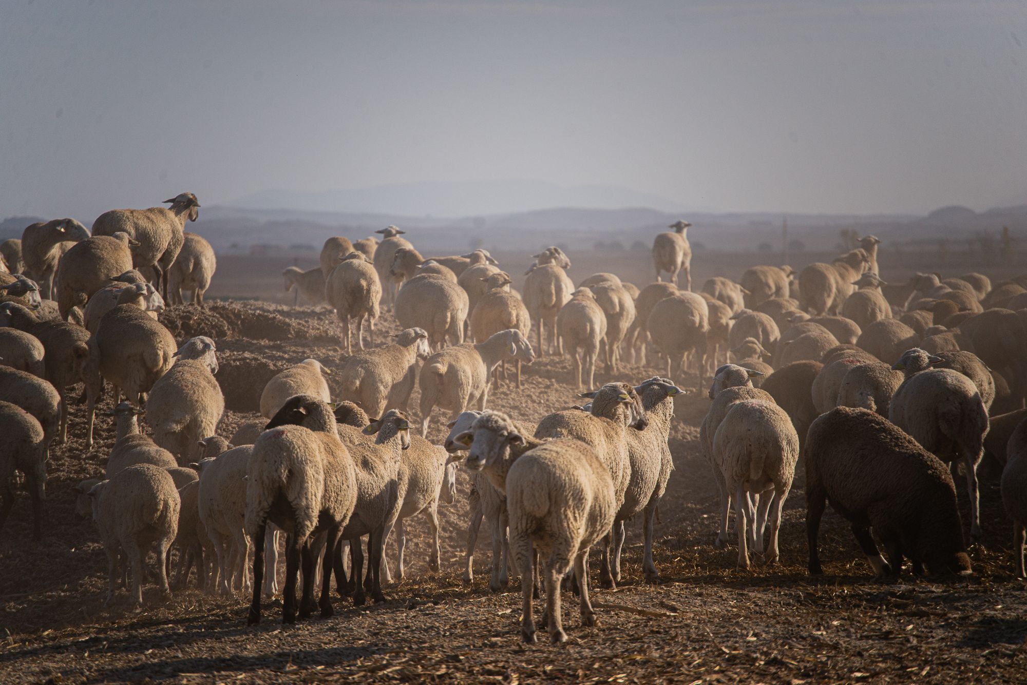 Como agua de diciembre: las lluvias alivian al campo andaluz