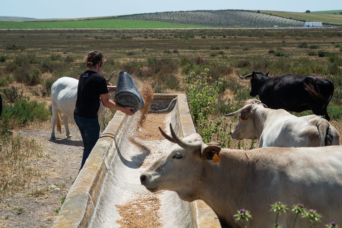 Mujeres y jóvenes, el impulso para el campo: Andalucía acelera el relevo generacional con ayudas de hasta 80.000 euros
