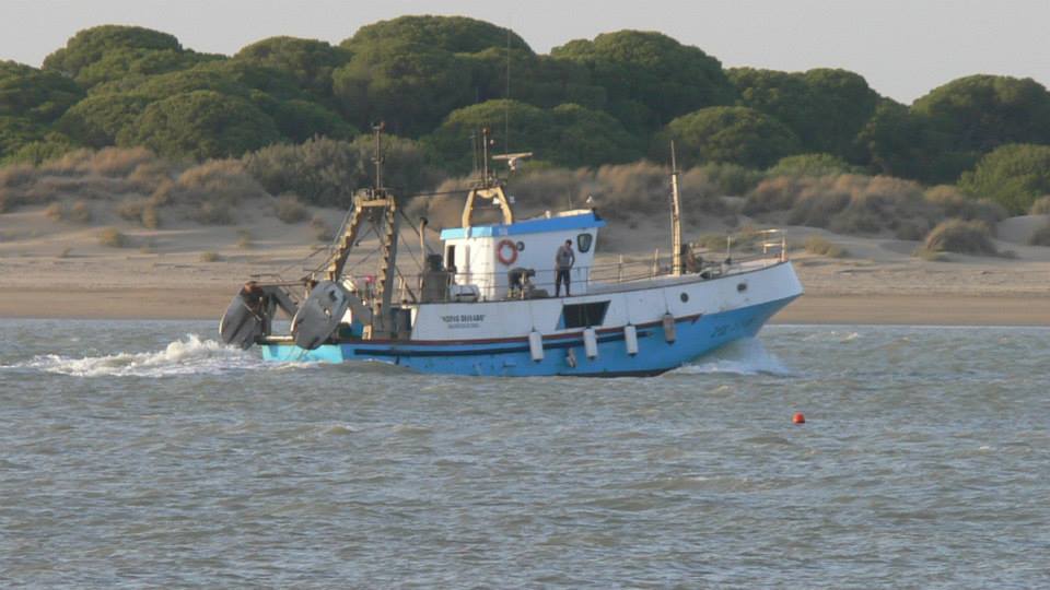 Alerta en Sanlúcar: se reducen las capturas de langostinos mientras crece la presencia del cangrejo azul