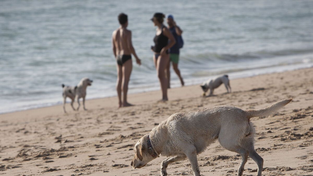 Casa gratis en Londres a cambio de cuidar a Luna: la oferta para vivir sin pagar alquiler y pasear al perro cuatro horas