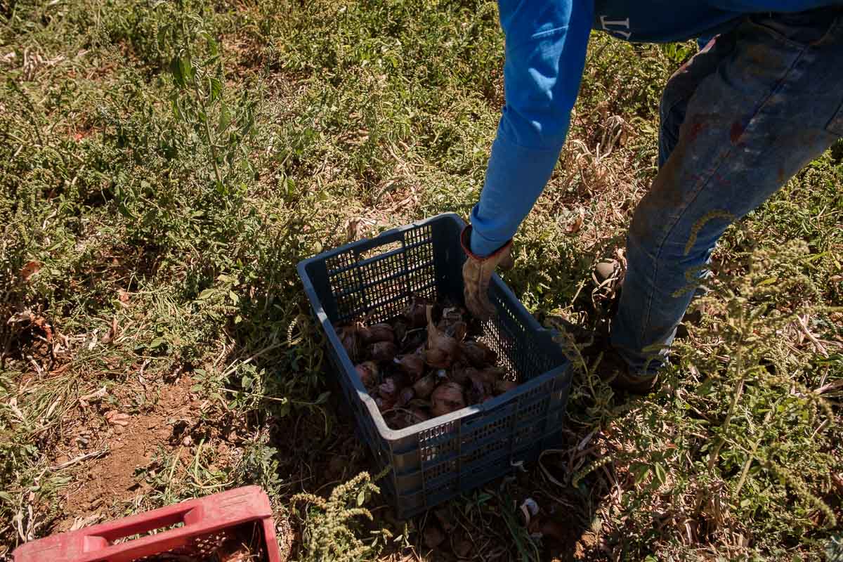 De la atención sociosanitaria a la agricultura: así es la nueva oferta de empleo de la Diputación de Cádiz en ocho municipios
