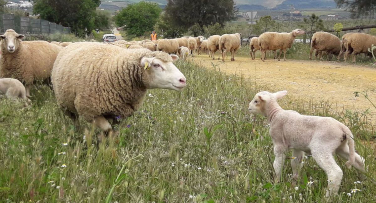 Sube un 30% el precio del cordero de cara a Navidad
