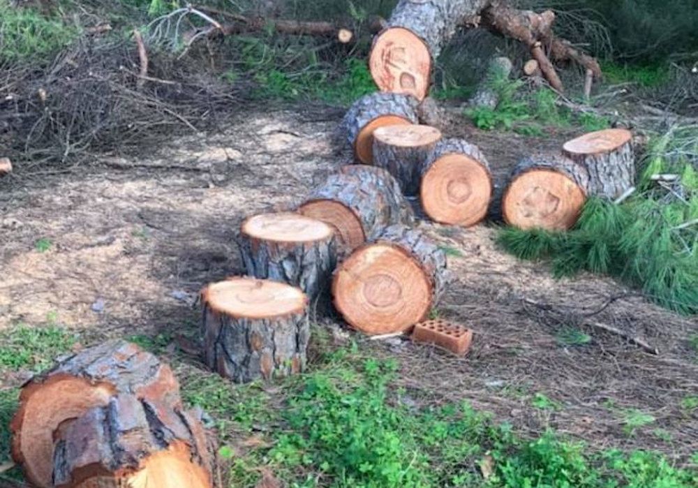 Denuncian la tala de pinos en Vistahermosa: "La leña se regala a los ...