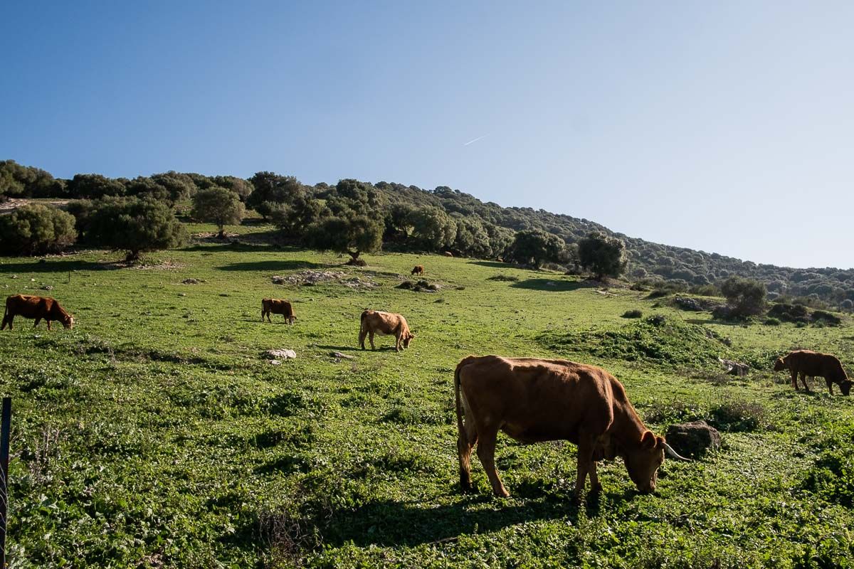 Vacas en una imagen de archivo. - Vacas en una imagen de archivo.