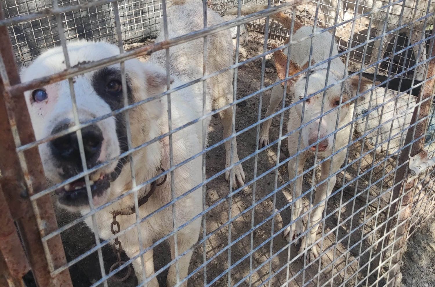 Pena de cárcel por abandonar a sus perros sin comida ni agua y matarlos de un disparo cuando la Policía le exigió cuidarlos
