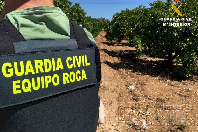 Encuentran 800 plantas de marihuana en una finca impulsada por el Sindicato de Obreros del Campo en El Bosque