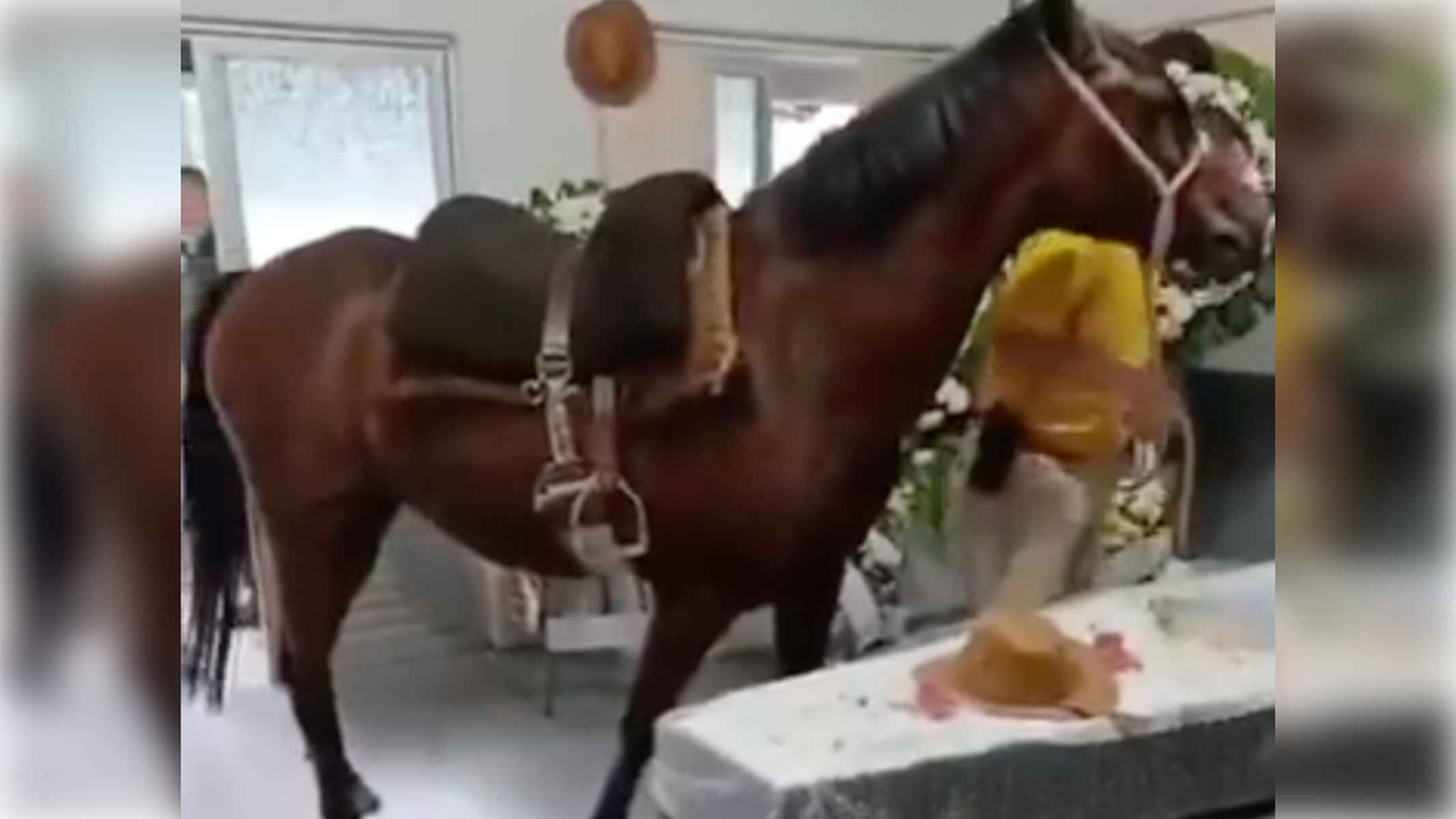 La conmovedora despedida de una yegua ante el ataúd de su dueño que emociona al mundo