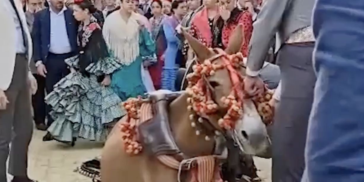 Desplome de una mula en la Feria de Abril de Sevilla: bronca por la grabación del vídeo denunciando 
