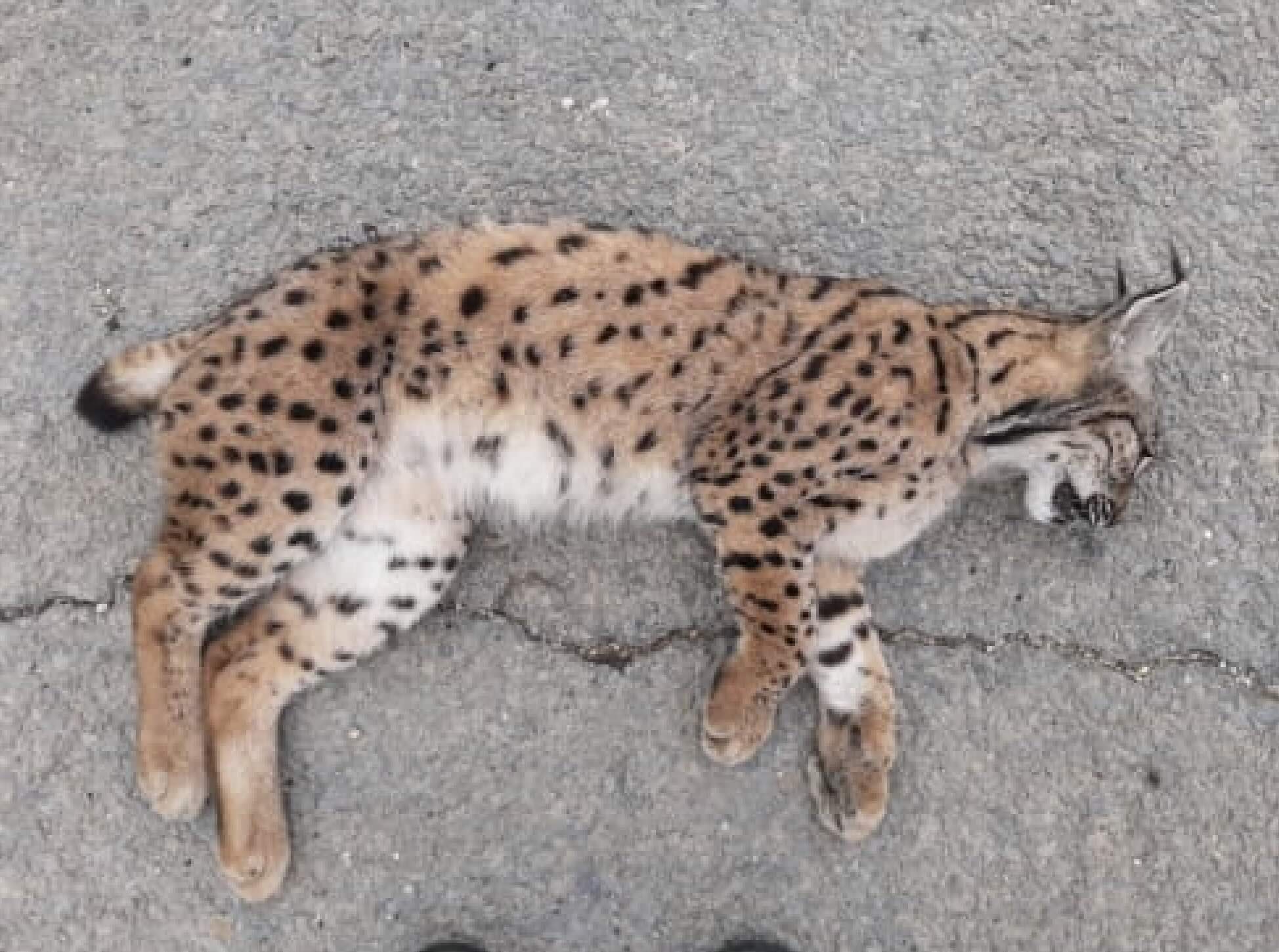 Alerta en Doñana: un nuevo atropello de lince ibérico reabre la polémica de los 