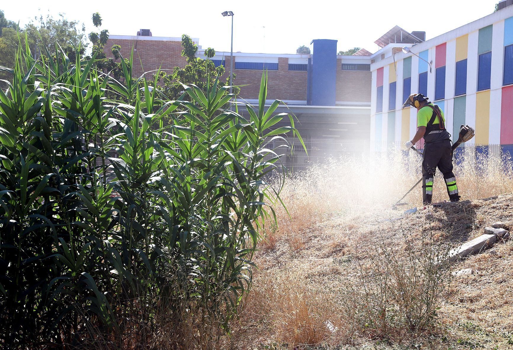 La primavera desborda los patios de Jerez: refuerzo especial de desbroce en los patios de los colegios