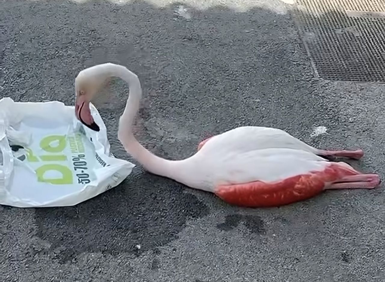 Encuentran a un flamenco herido en Arahal: 