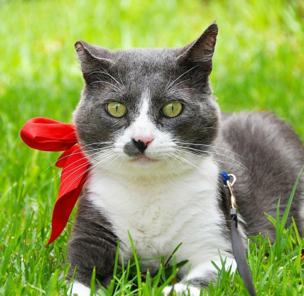 Plataforma de Bienestar Felino