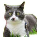 Plataforma de Bienestar Felino