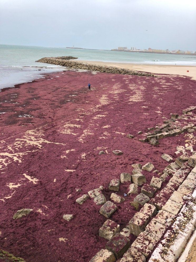 Alga invasora en Santa María del Mar.
