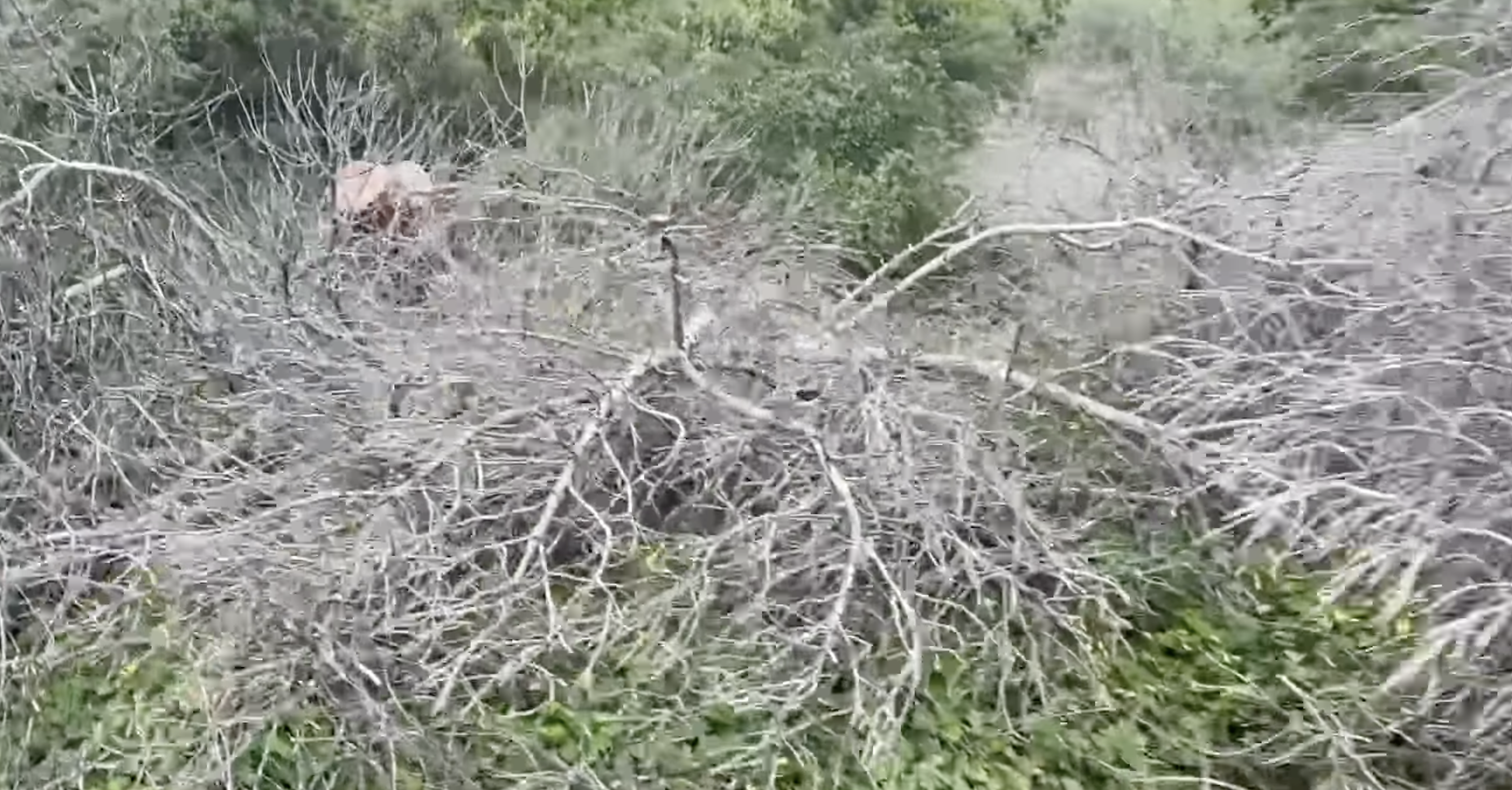 Pinos fallecidos.