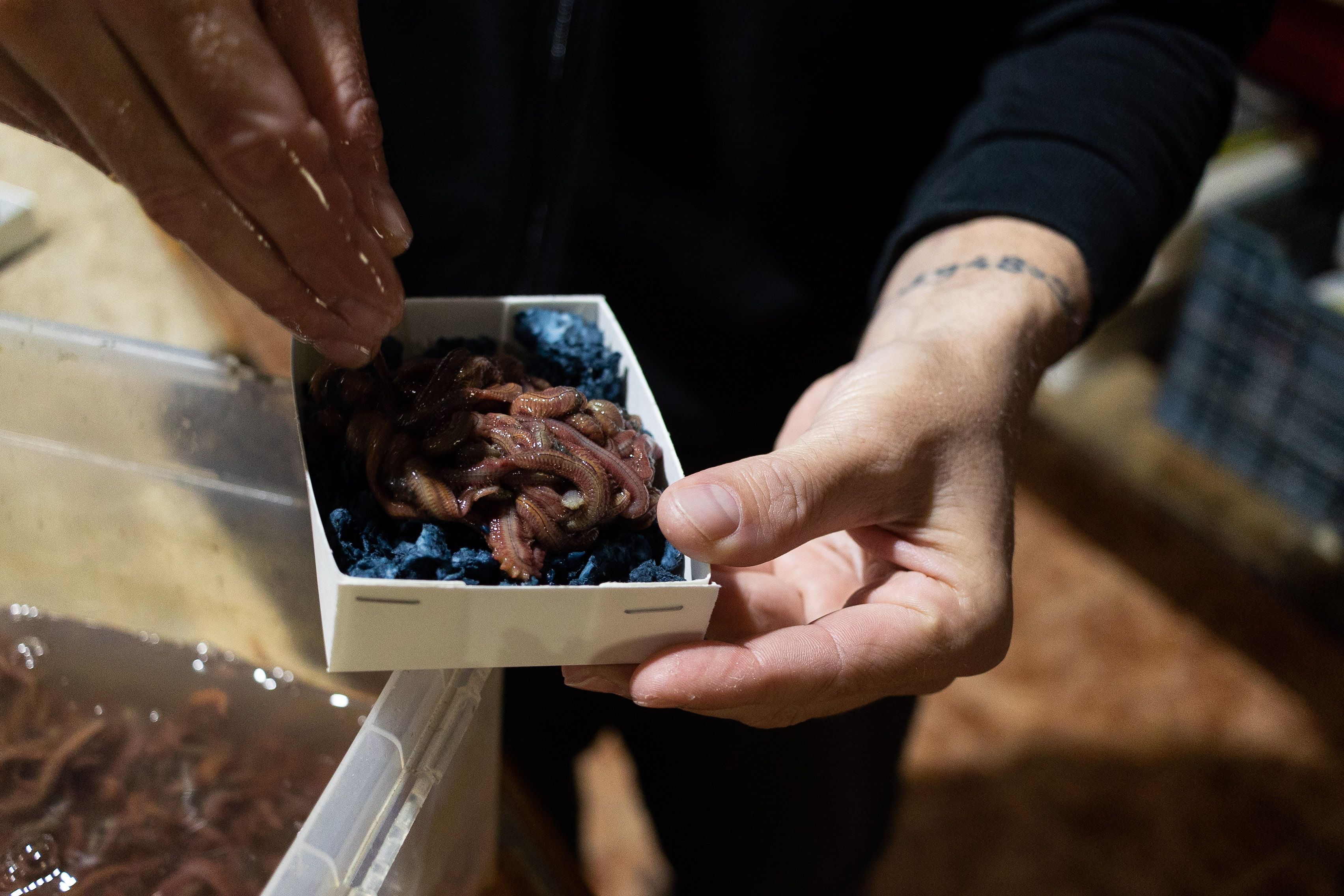Caja de biñocas preparada con celulosa.