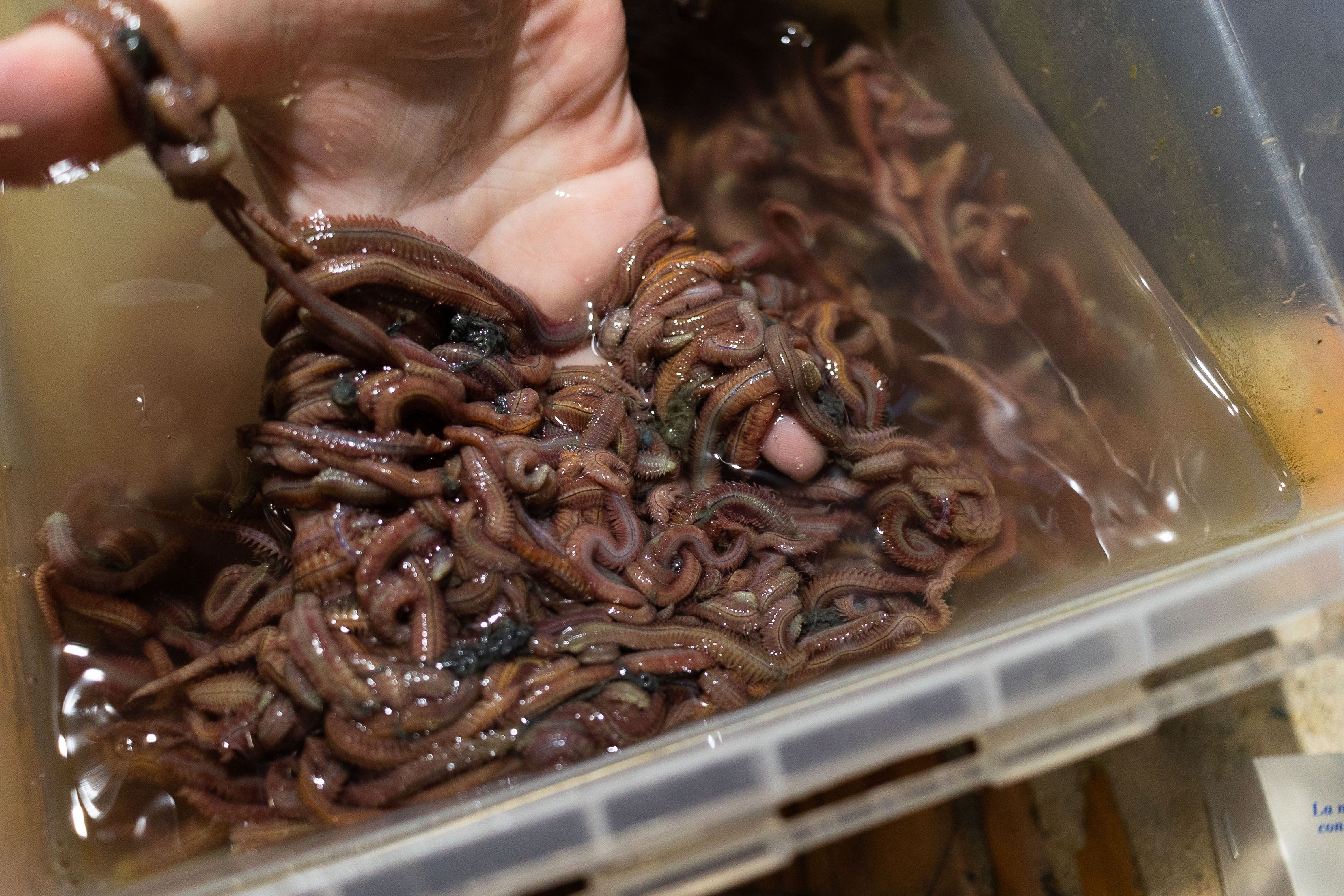 Biñocas en un recipiente.