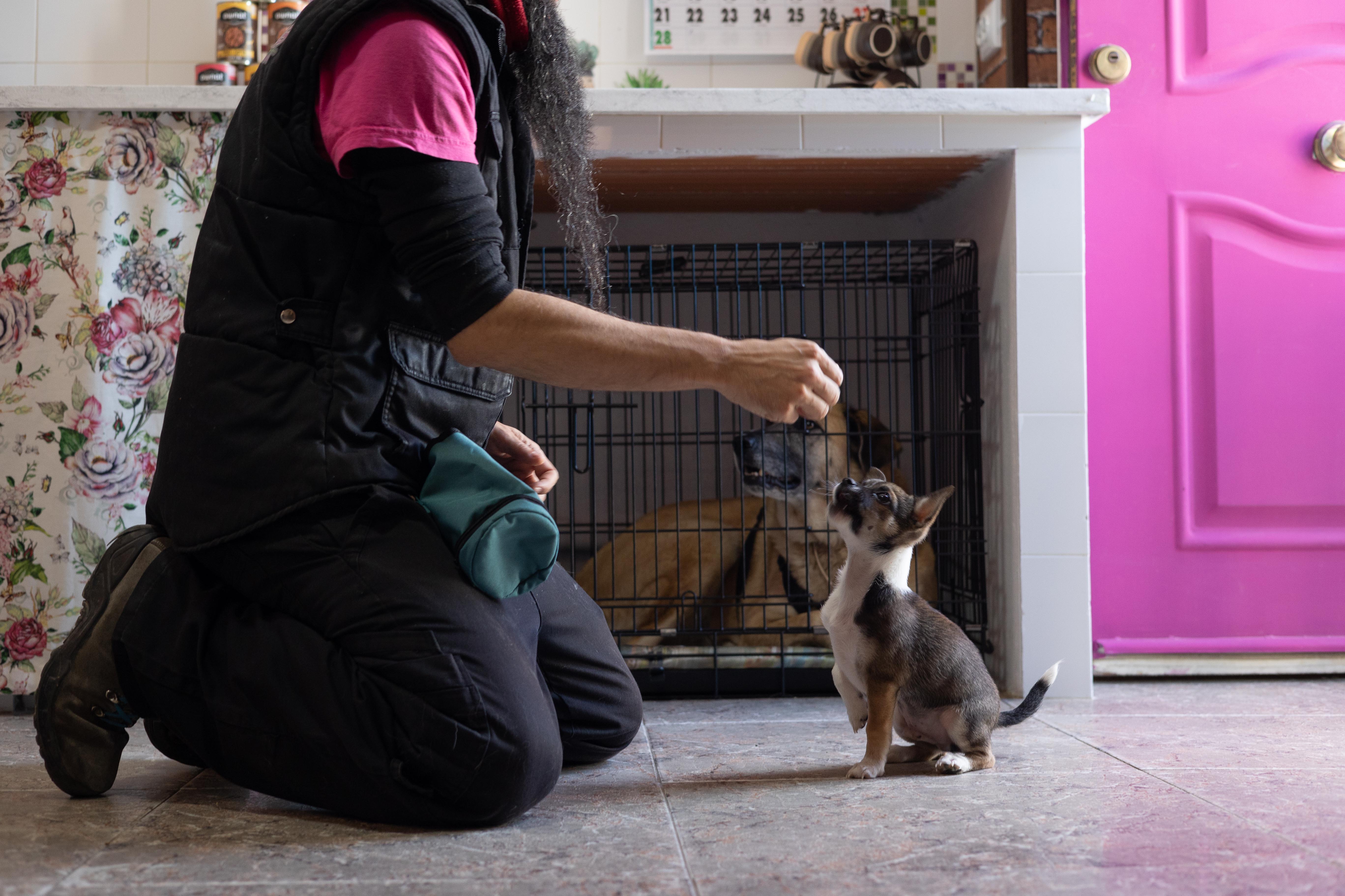 Un educador da a un chihuahua una galleta.