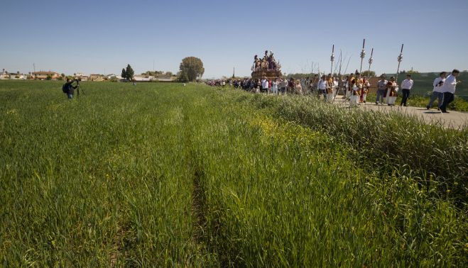Entre el verde de los sembrados,  como si de una romería se tratara, la hermandad avanza.   MANU GARCÍA