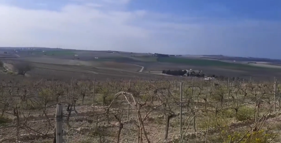 Imagen la zona de El Barroso, cuyas obras han sido denunciadas ante la Fiscalía por el Consejo Regulador.