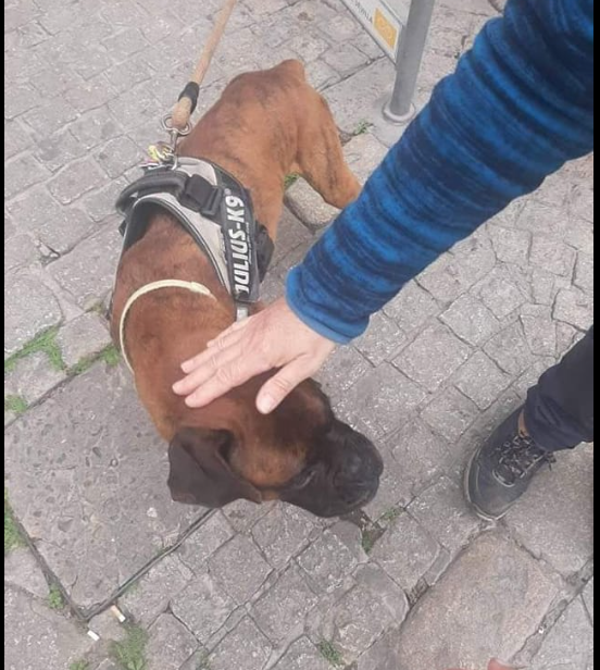 Otra instantánea de Dragón compartida entre los mensajes de denuncia por robo. 