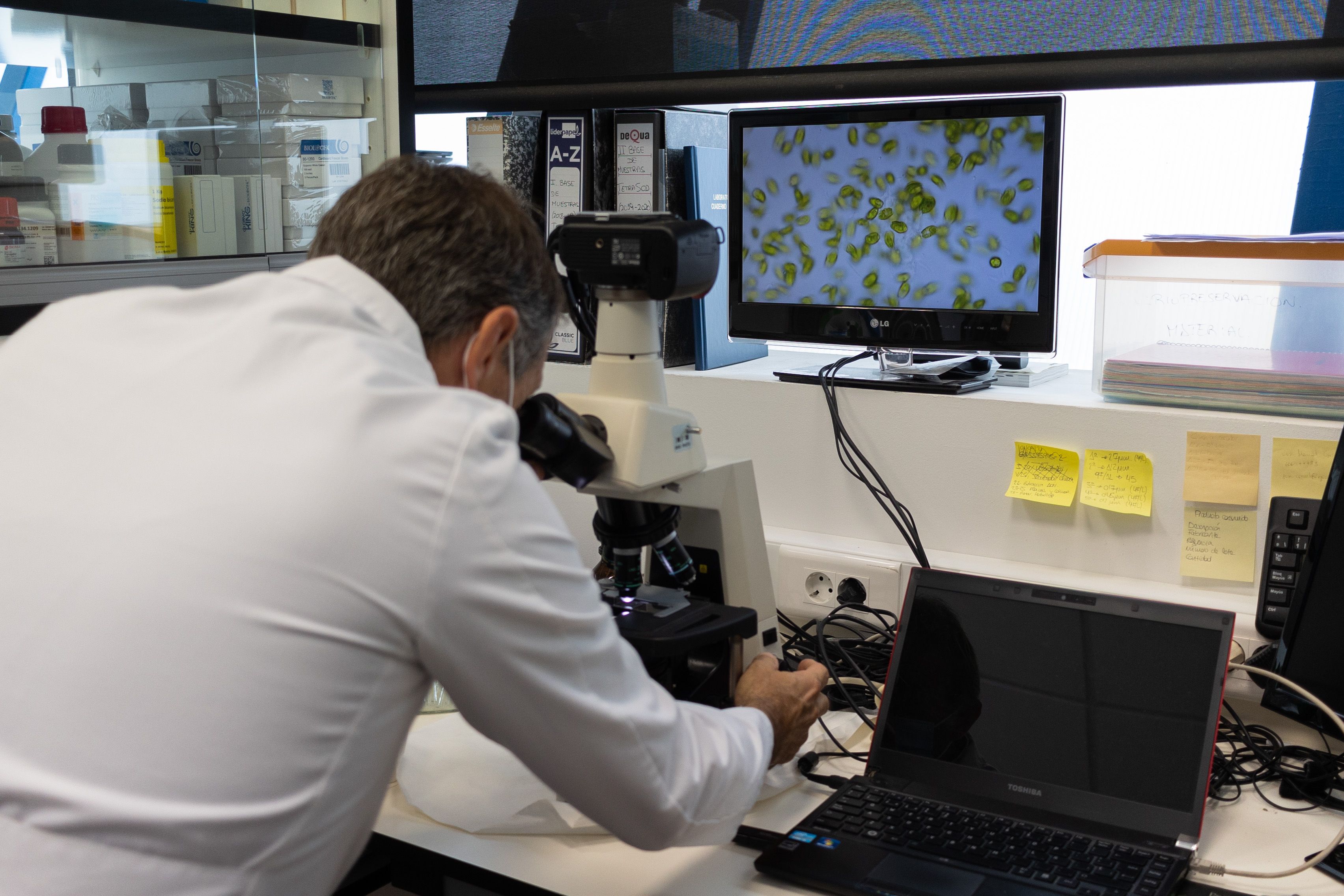 Carlos observa las microalgas a través de un microscopio.