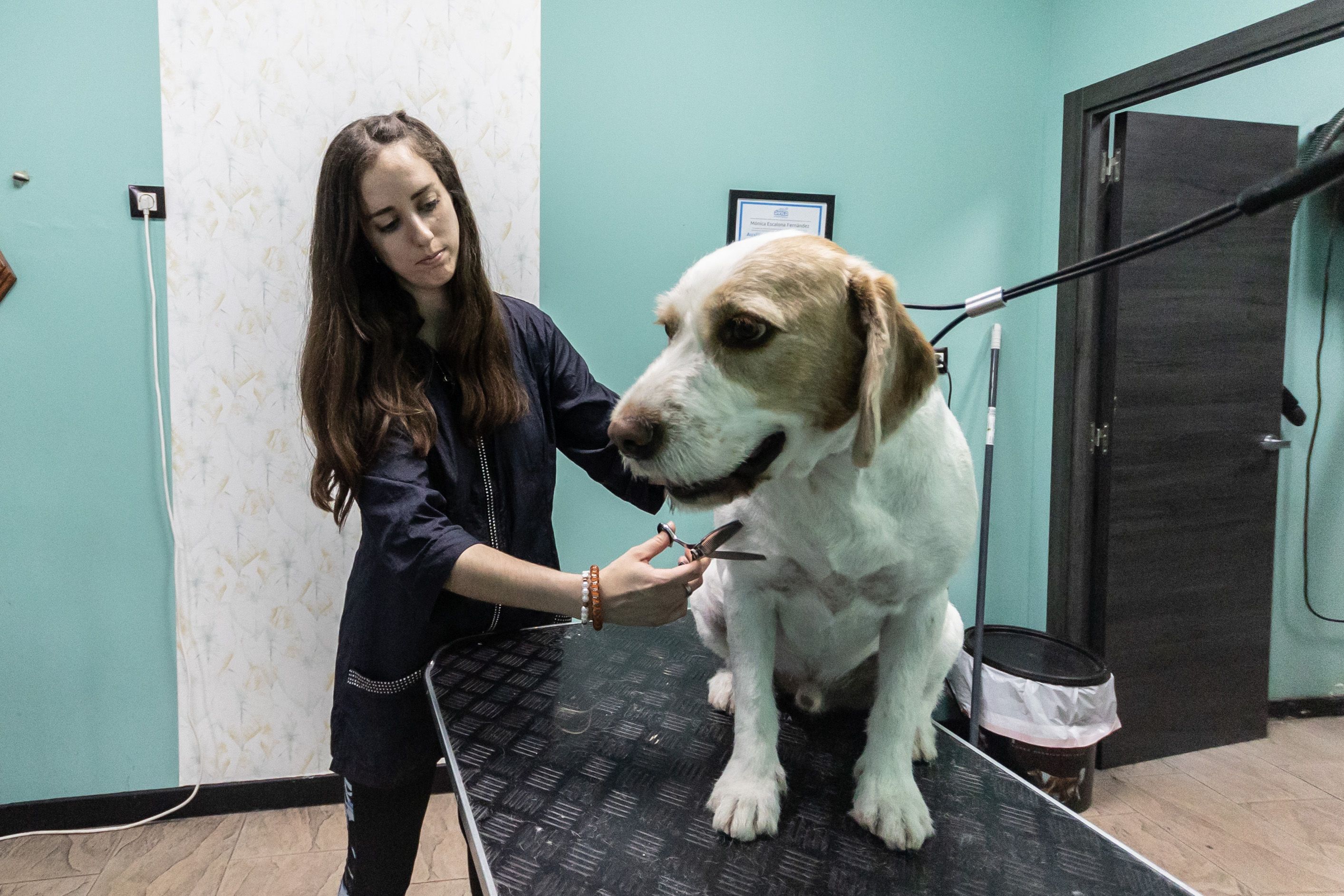 Mónica corta el pelo a un perro en la peluquería.
