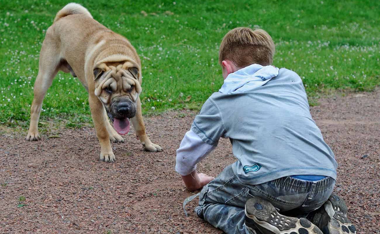 Reino Unido estudia si los perros están relacionados con la hepatitis grave en niños. Reino Unido estudia si los perros están relacionados con la hepatitis grave en niños.