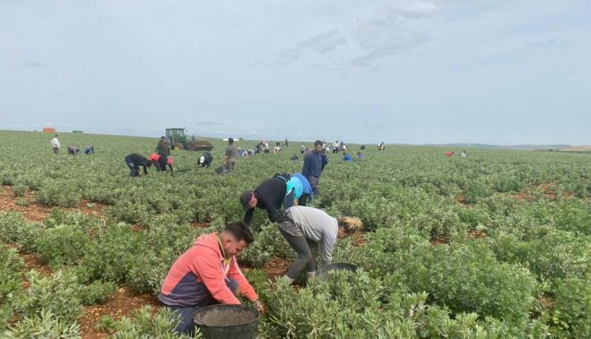 Imágenes de los trabajadores de la cooperativa en Marinaleda.