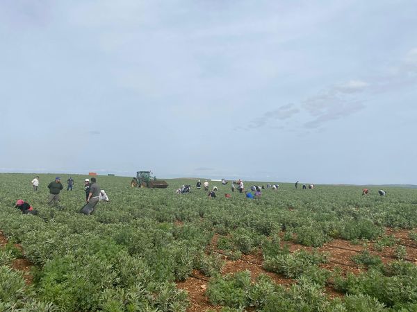 gente campo1