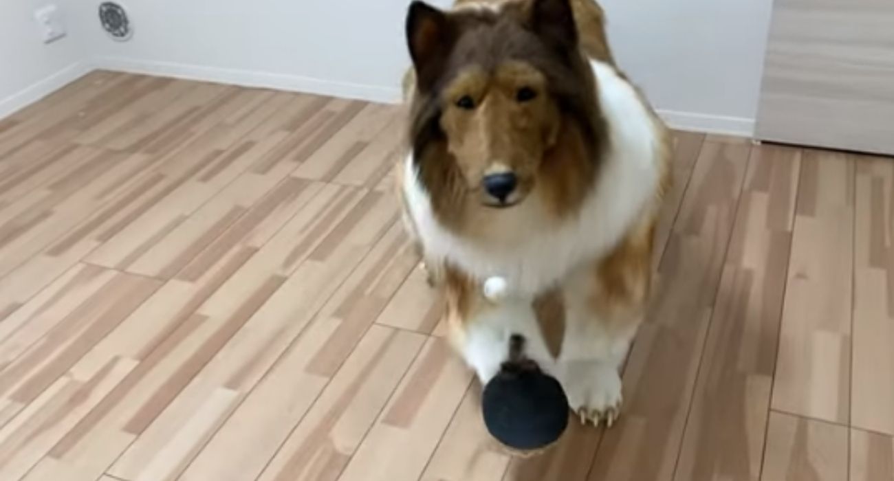 Toko, el hombre que se ha 'convertido' en un collie. Toko, el hombre que se ha 'convertido' en un collie.