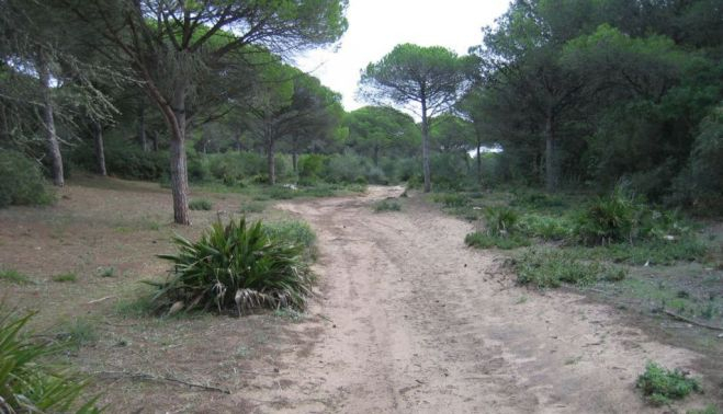 Ruta Pinares de la Breña. 