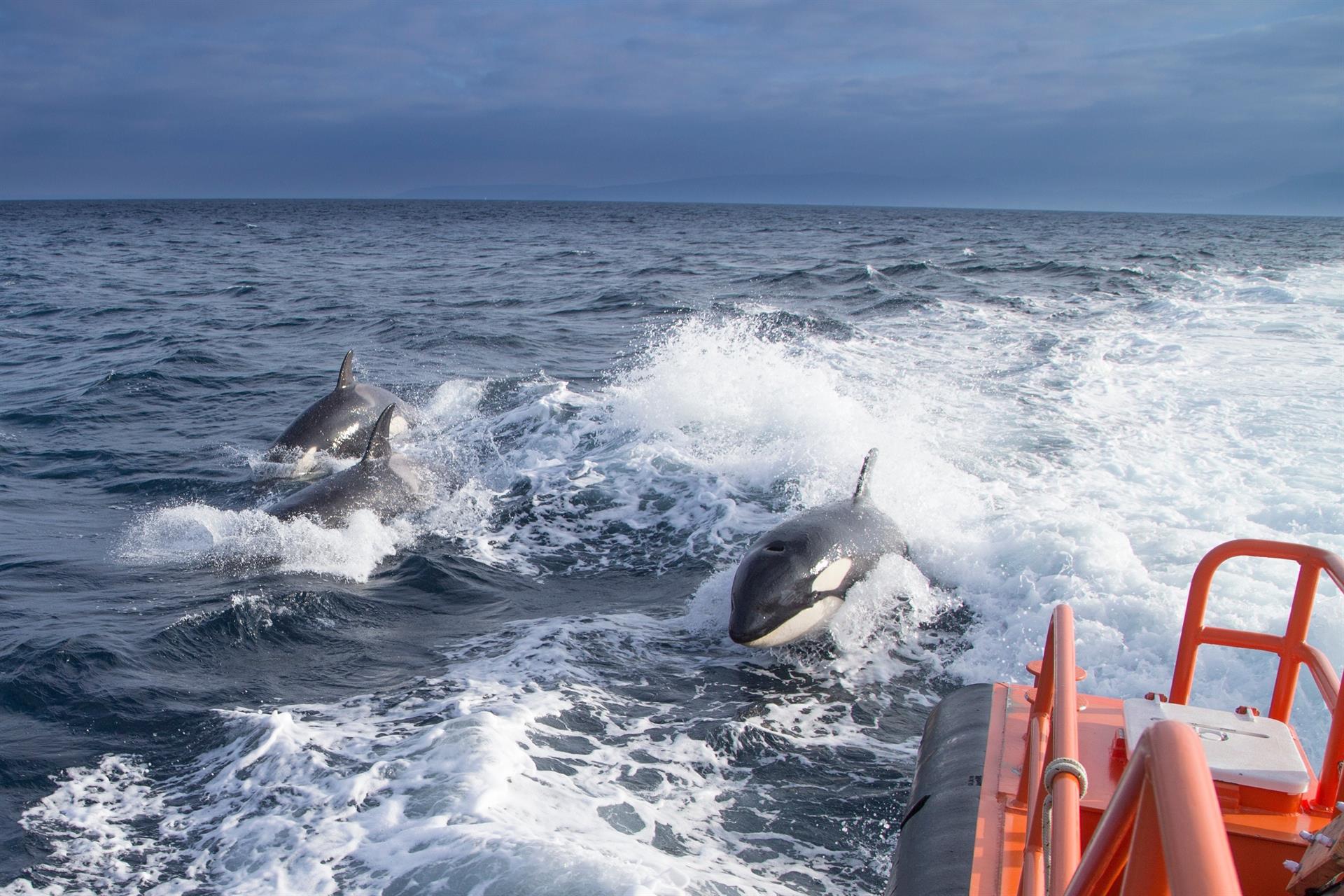 Las orcas vuelven a atacar en la costa de Cádiz. Las orcas vuelven a atacar en la costa de Cádiz.